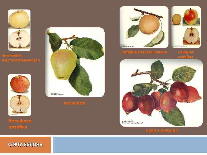 Яблоня бельфлер китайка: описание сорта, особенности выращивания