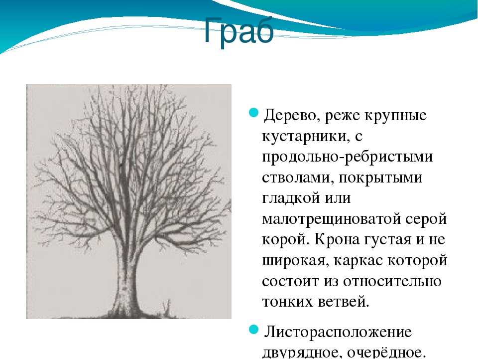 Вяз (карагач): описание дерева, места произрастания, виды