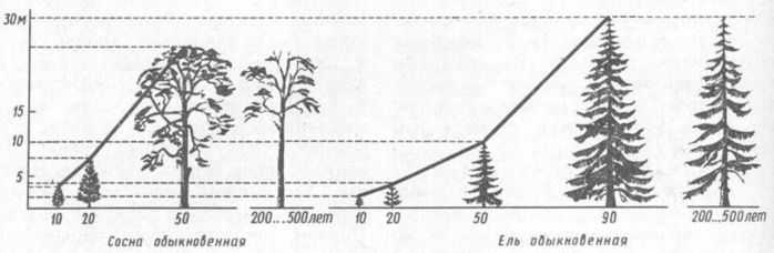 Сколько лет растет дерево в среднем
