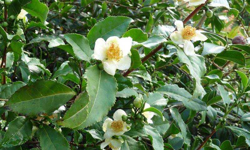 Чай или камелия китайская (camellia sinensis). уход, выращивание в домашних условиях. | floplants. о комнатных растениях
