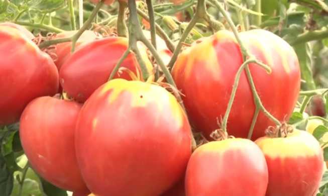 Выращивание чеснока: как ухаживать, чтобы был хороший урожай