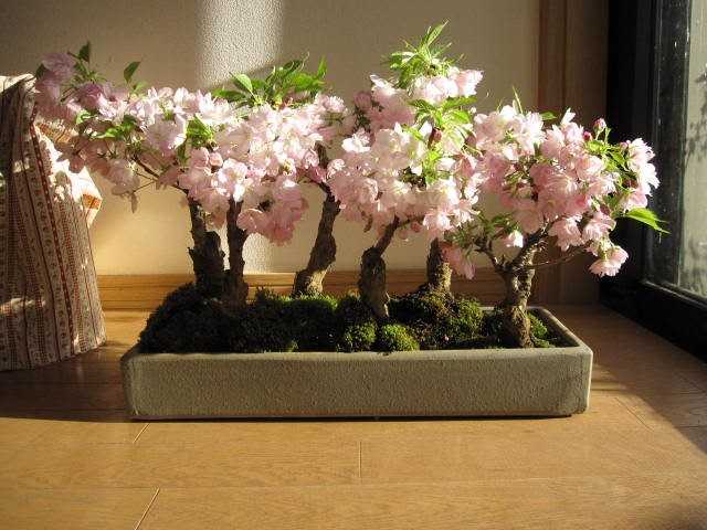 Как вырастить дерево сакуры: особенности посадки и ухода