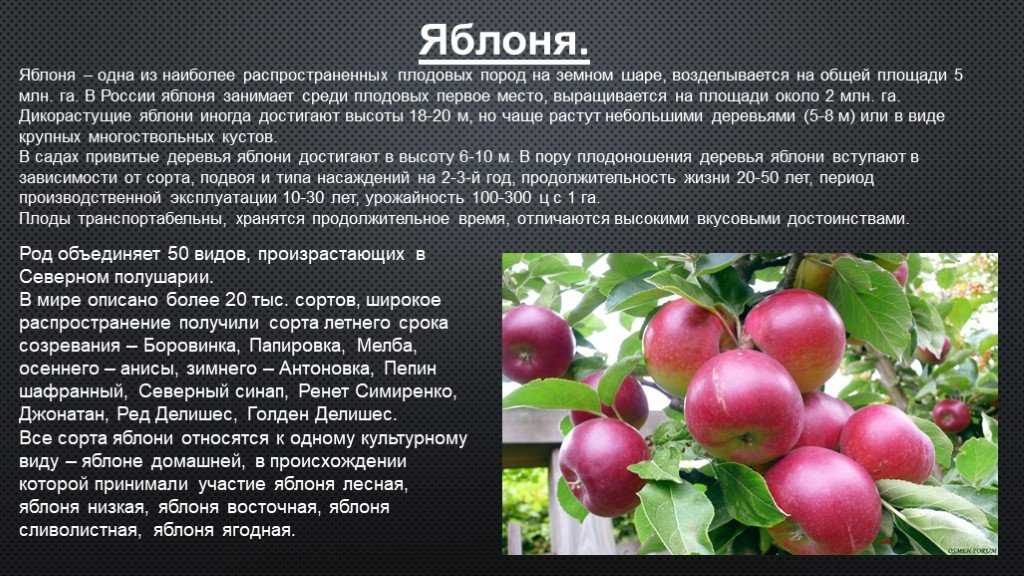 Описание сорта яблони гирлянда: фото яблок, важные характеристики, урожайность с дерева