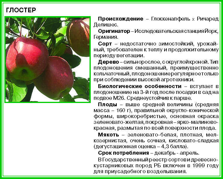 Яблоня спартан: описание сорта и характеристики. когда собирать и снимать на хранение? особенности и выращивание, обрезка и сроки созревания
