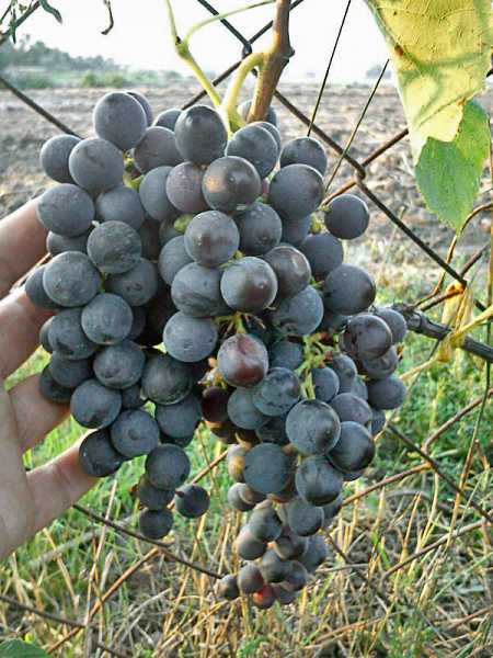 Виноград загадка шарова: описание и характеристики сорта, особенности ухода и фото