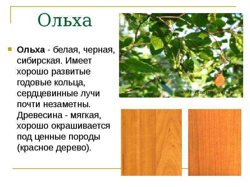 Как выглядит и где растет дерево ольха (olha): описание и основные сорта, область применения и сбор шишек