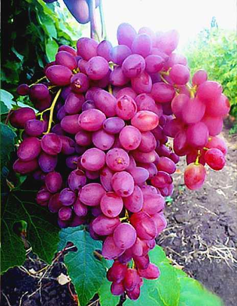Виноград велика: описание и характеристики сорта, особенности ухода и фото