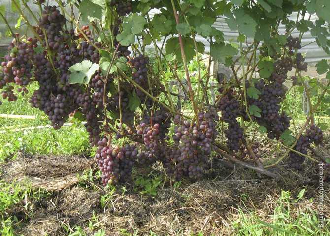 Виноград ливия: описание сорта, фото, посадка и уход, отзывы