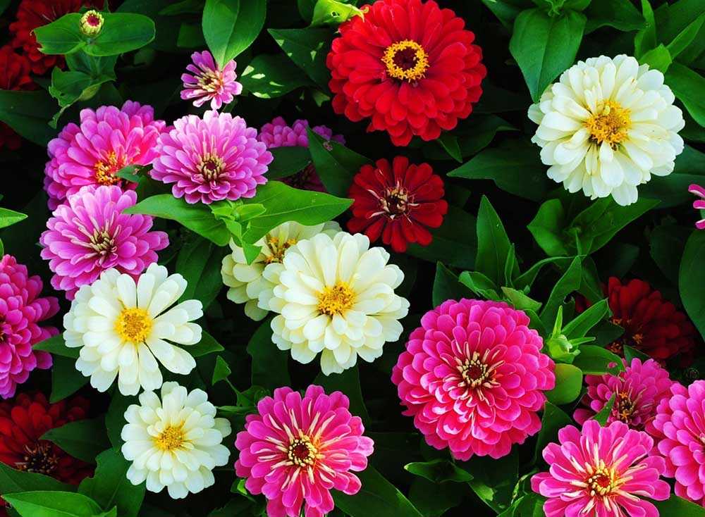 Циннии дримленд – цветы нашего лета