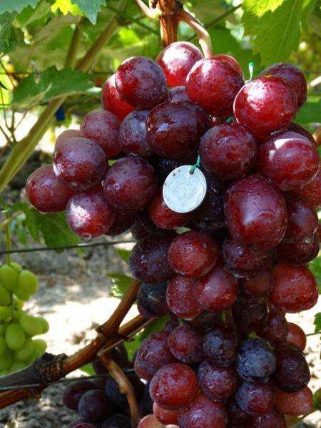 Виноград преображение: описание гибридного сорта, как посадить и ухаживать