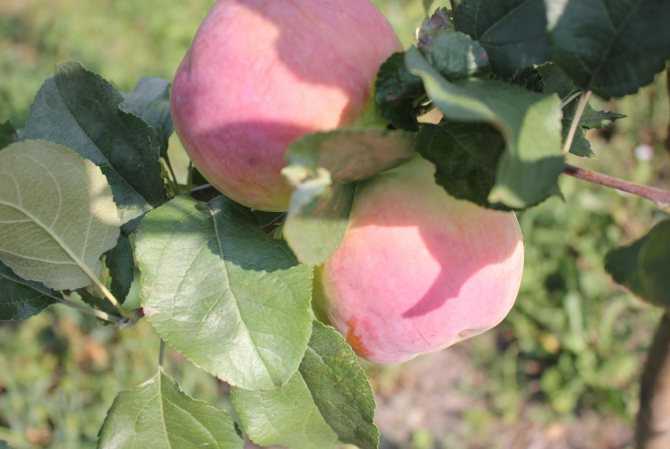 Яблоня краса свердловска: описание сорта, правила выращивания и размножения
