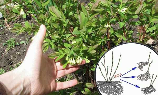 Как размножить спирею черенками весной, подробное описание с фото