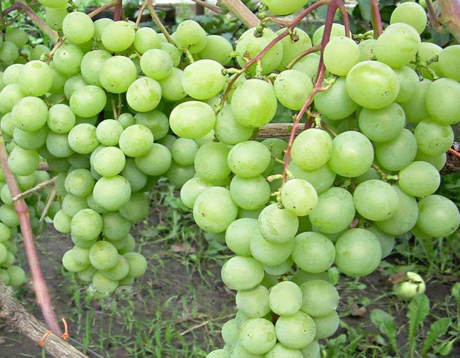 Виноград велес: описание сорта, особенности выращивания