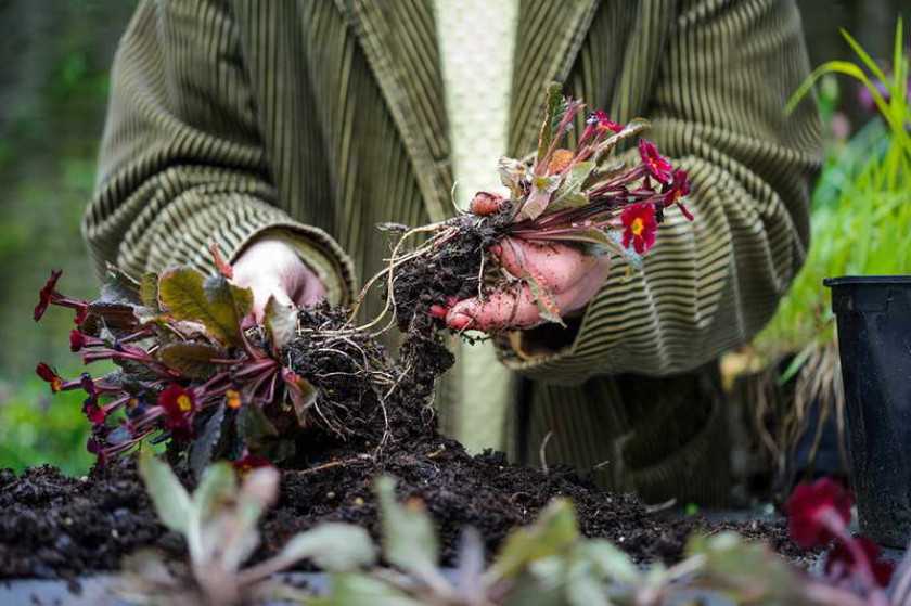 Размножение чубушника: как посадить черенки жасмина садового летом? как размножить делением другого куста?