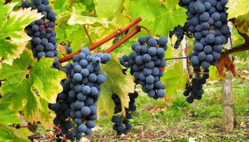 Виноград каберне совиньон: описание и характеристики сорта, выращивание и посадка