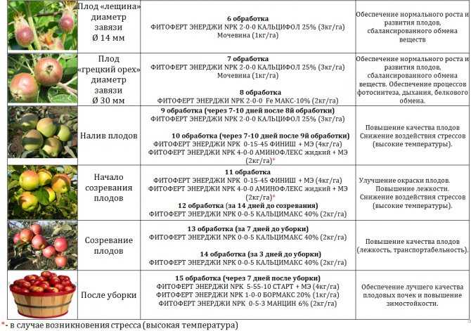 Малина патриция: описание сорта, особенности и выращивание, сроки созревания и характеристики