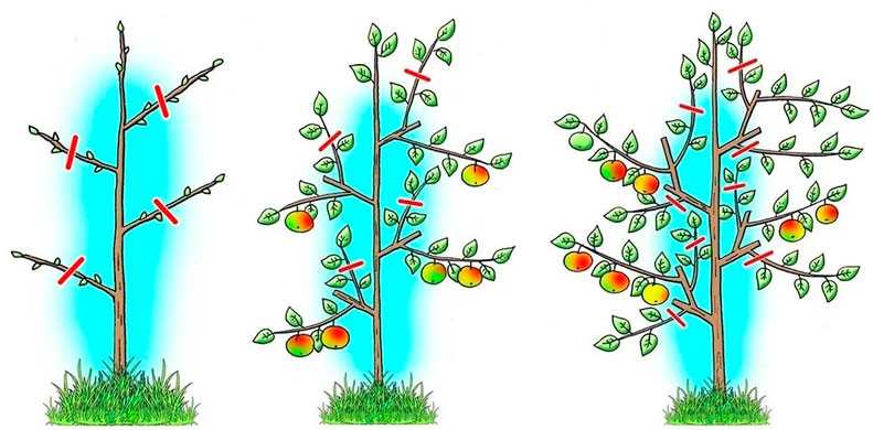 Яблоня жигулевское: описание сорта и характеристики. когда собирать и снимать на хранение? особенности и выращивание, обрезка и сроки созревания