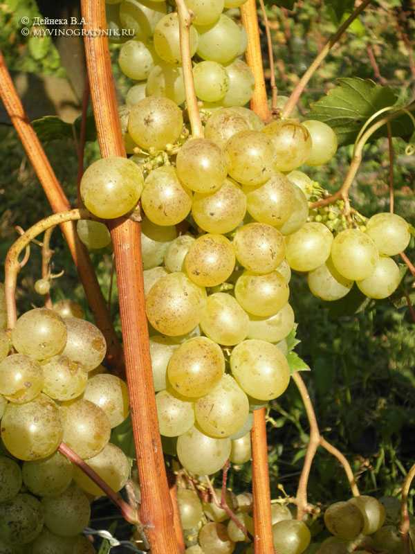 Виноград супага — описание, фото, отзывы, видео.