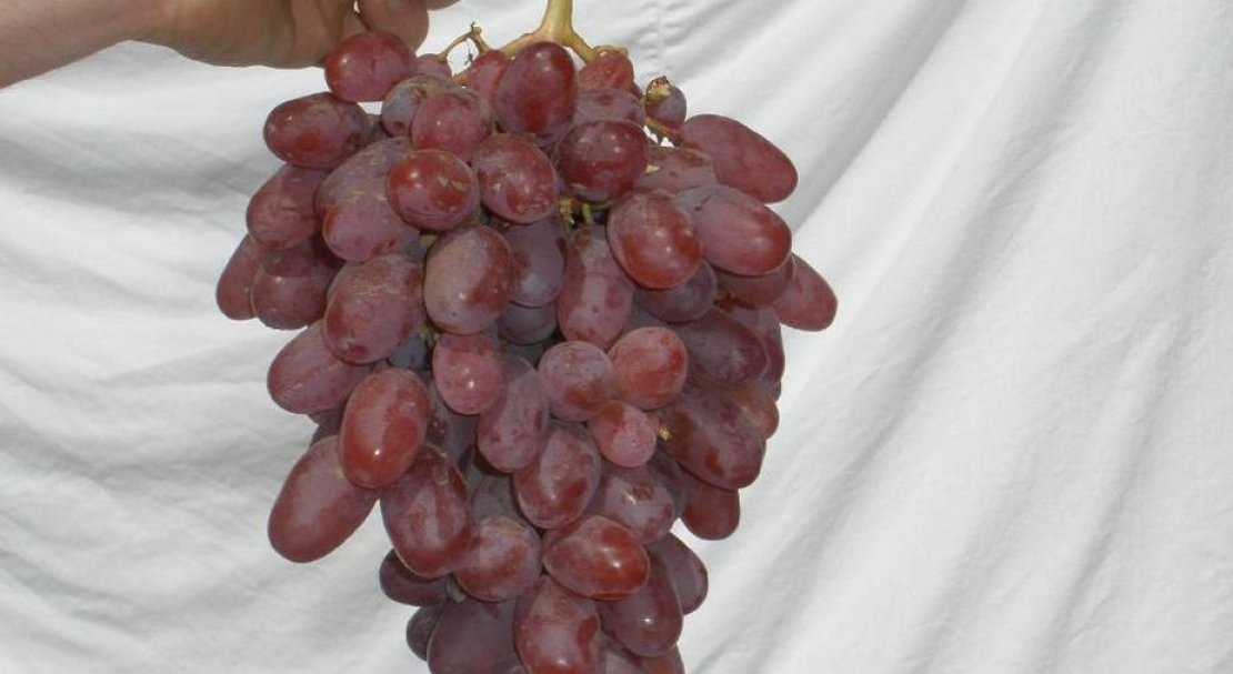 Особенности выращивания винограда юлиан