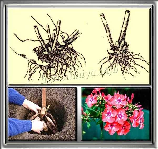 Размножение спиреи: семенами, черенками, отводками и делением | мир садоводства