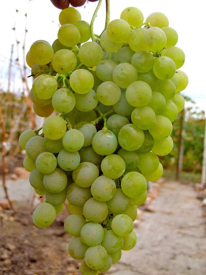 Виноград "цитронный магарача": описание сорта, фото