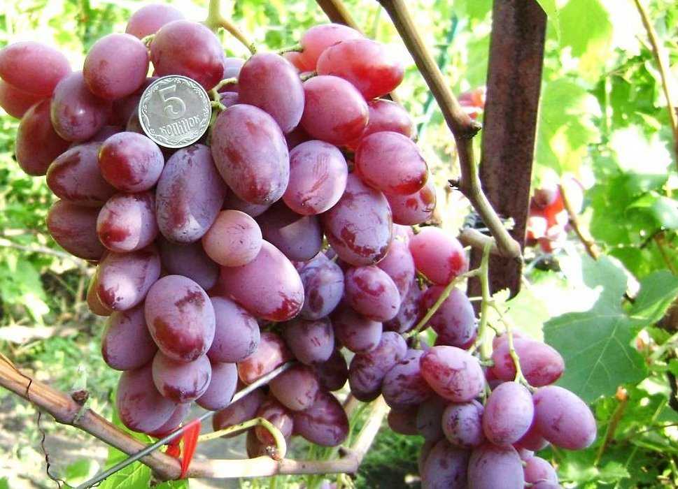 Виноград виктор: описание сорта, фото, отзывы садоводов, выращивание, достоинства и недостатки