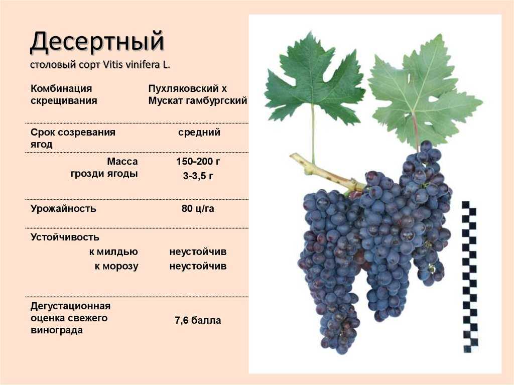 Виноград дубовский розовый: описание и характеристики сорта, особенности ухода и фото