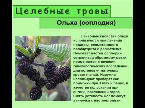 Ясень: фото дерева и листьев, описание, разновидности и интересные факты - sadovnikam.ru