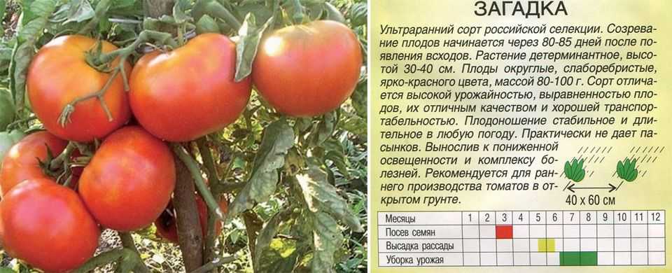 Томат иришка: отзывы, фото, урожайность, описание и характеристика | tomatland.ru