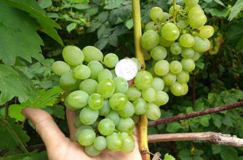 Виноград «галахад»: описание сорта, фото и отзывы. основные плюсы и минусы, сравнение с аналогами, характеристики и особенности выращивания в регионах