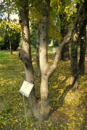 Дерево граб: фото и описание, характеристики и интересные факты :: syl.ru