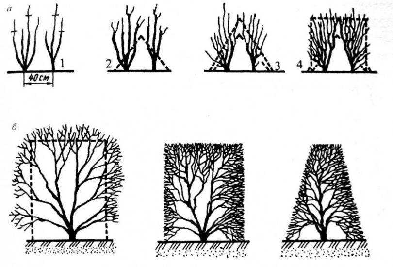 Обрезка деревьев когда лучше осенью или весной