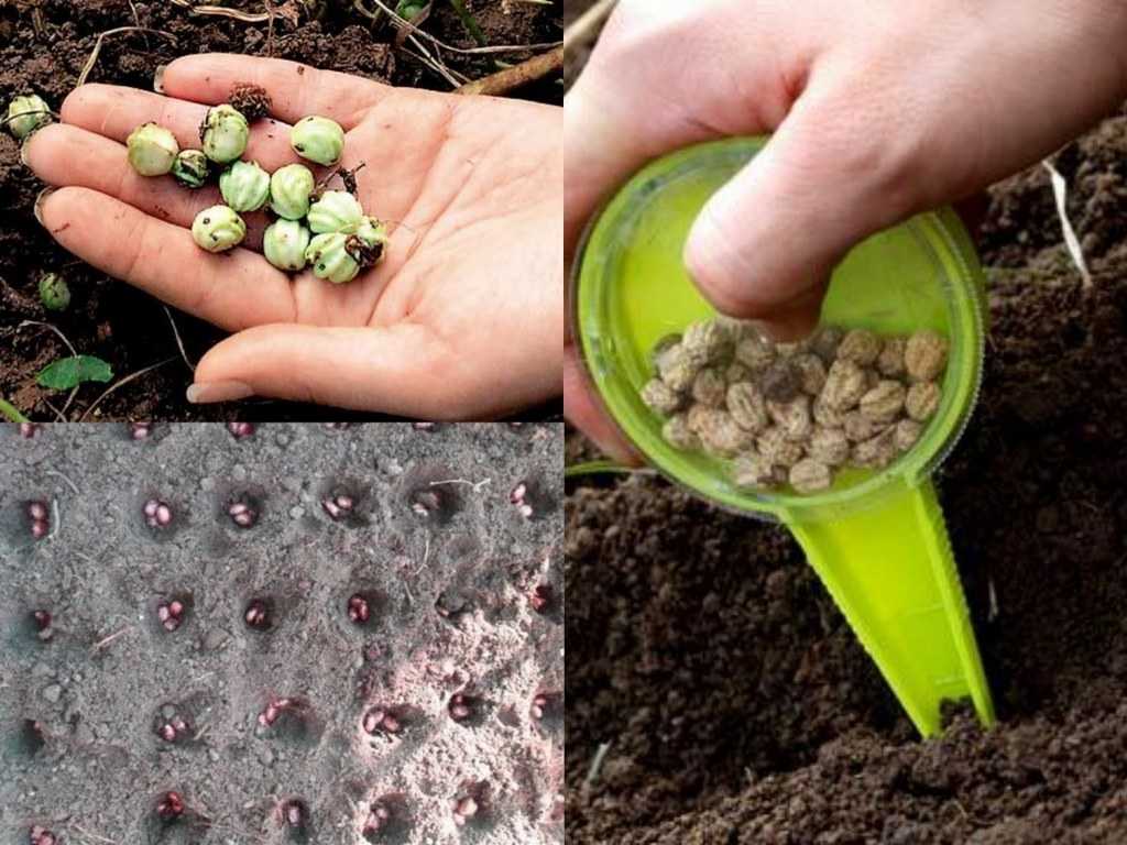 Как выращивать и ухаживать за чесноком в открытом грунте, чтобы был хороший урожай
