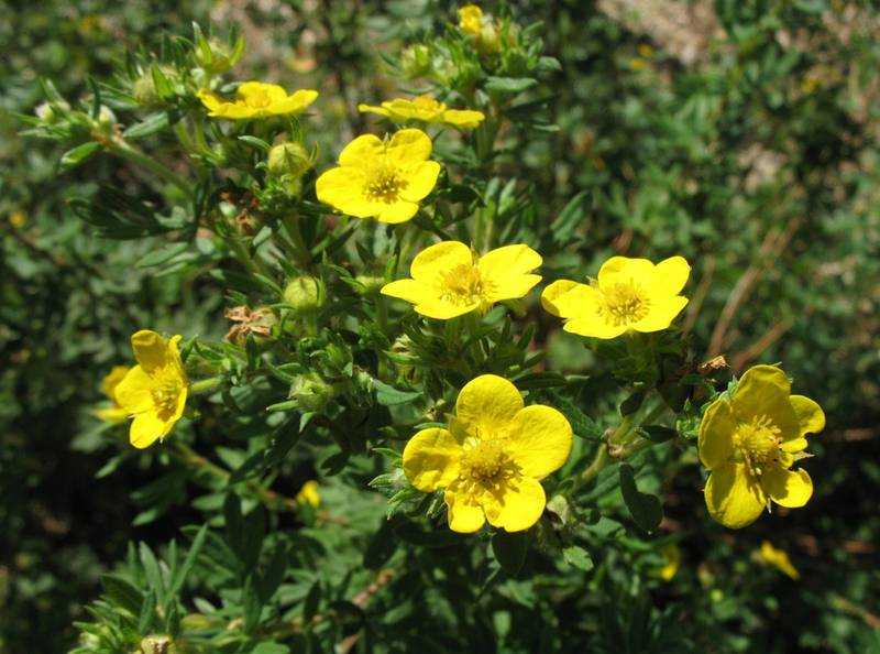 Желтая лапчатка (38 фото): посадка и уход за лапчаткой кустарниковой желтого цвета. болезни и вредители, использование в ландшафтном дизайне