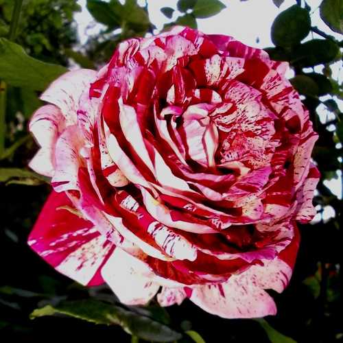 Томат «дикая роза»: характеристика и описание сорта. отзывы огородников