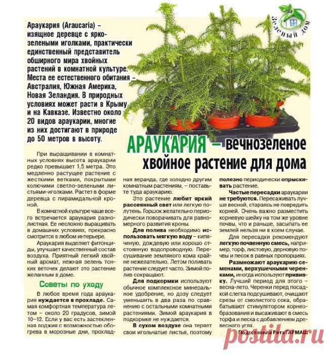 Араукария: характеристики растения и рекомендации по уходу