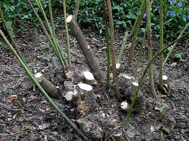 Как размножить жасмин? размножение черенками летом. как укоренить ветки куста? как рассадить жасмин делением или отводками?