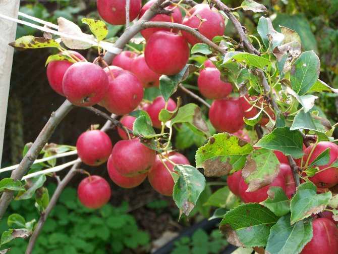 Яблоня «бельфлер-китайка»: особенности выращивания и уход