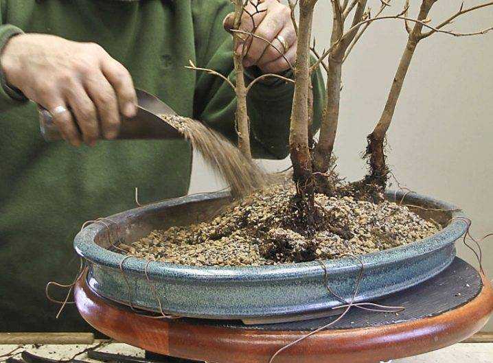 Выращивание бонсая из семян в домашних условиях