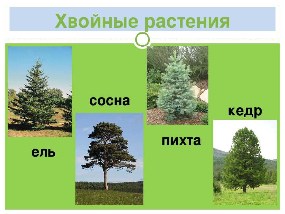 Чем отличается сосна от ели: описание и сравнение деревьев
