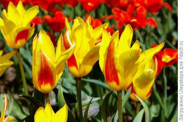 Описание 15 самых красивых сортов тюльпанов триумф