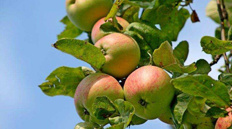 Яблоня краса свердловска: особенности сорта и ухода
