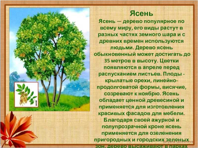 Ольха: фото дерева и листьев, описание, где растет