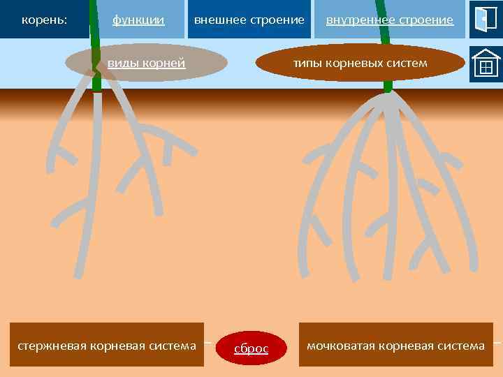 Особенности строения корневой системы кедра сибирского