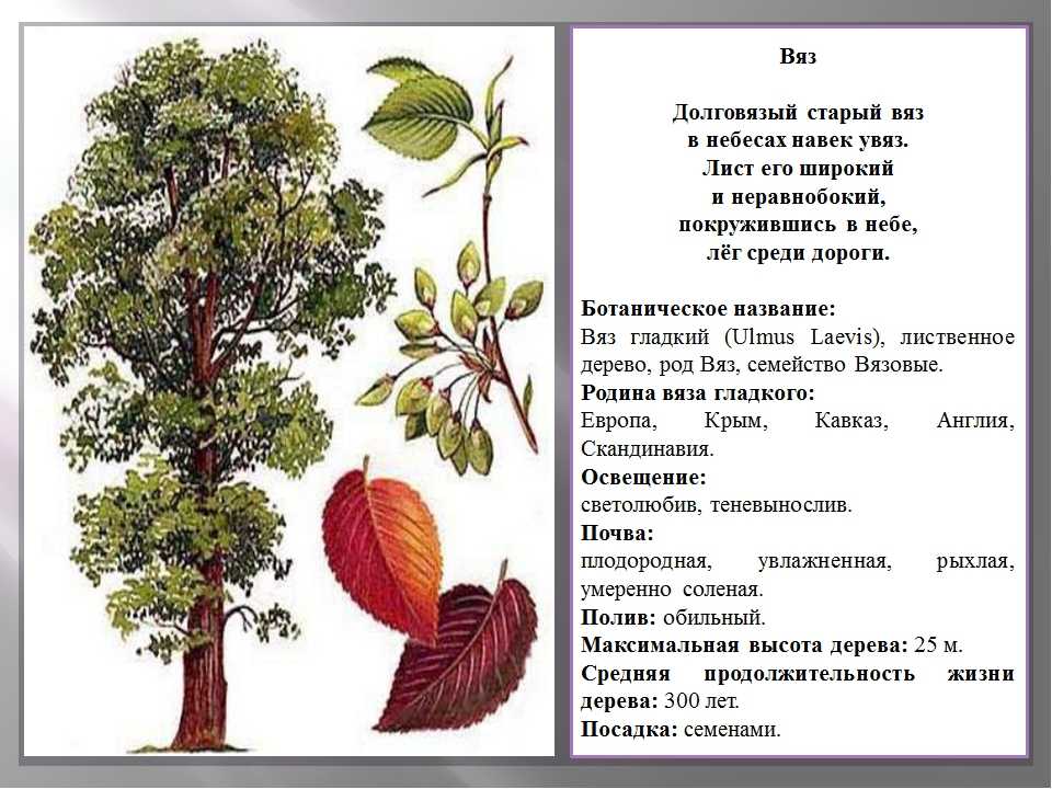 Вяз гладкий (27 фото): описание листьев вяза обыкновенного и корневая система, отношение к свету и семейство дерева, жилкование и высота
