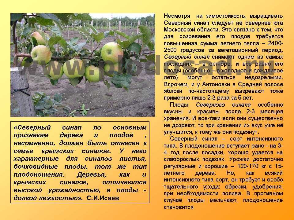 Как выращивать гречиху на даче и приусадебном участке: посадка и уход в открытом грунте, фото