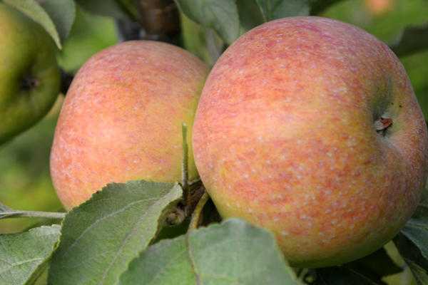 Описание сорта яблони ренет черненко: фото яблок, важные характеристики, урожайность с дерева