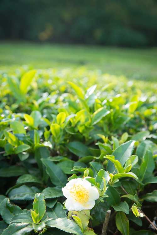 Камелия китайская чайная — уход и выращивание из семян в домашних условиях, видео