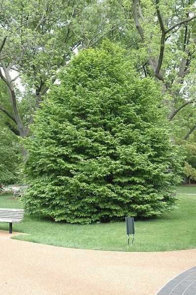 Граб обыкновенный (24 фото): описание кавказского (европейского) граба, лист и высота дерева carpinus betulus fastigiata, интересные факты