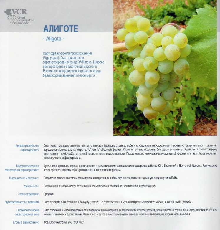Виноград белое чудо: описание, фото, характеристика, правила посадки, ухода, особенности выращивания